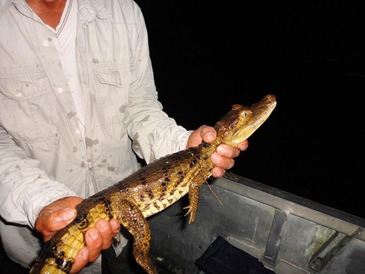 Caimán del Amazonas Nuestro guía sostiene un caimán del Amazonas durante una excursión nocturna en la selva peruana.