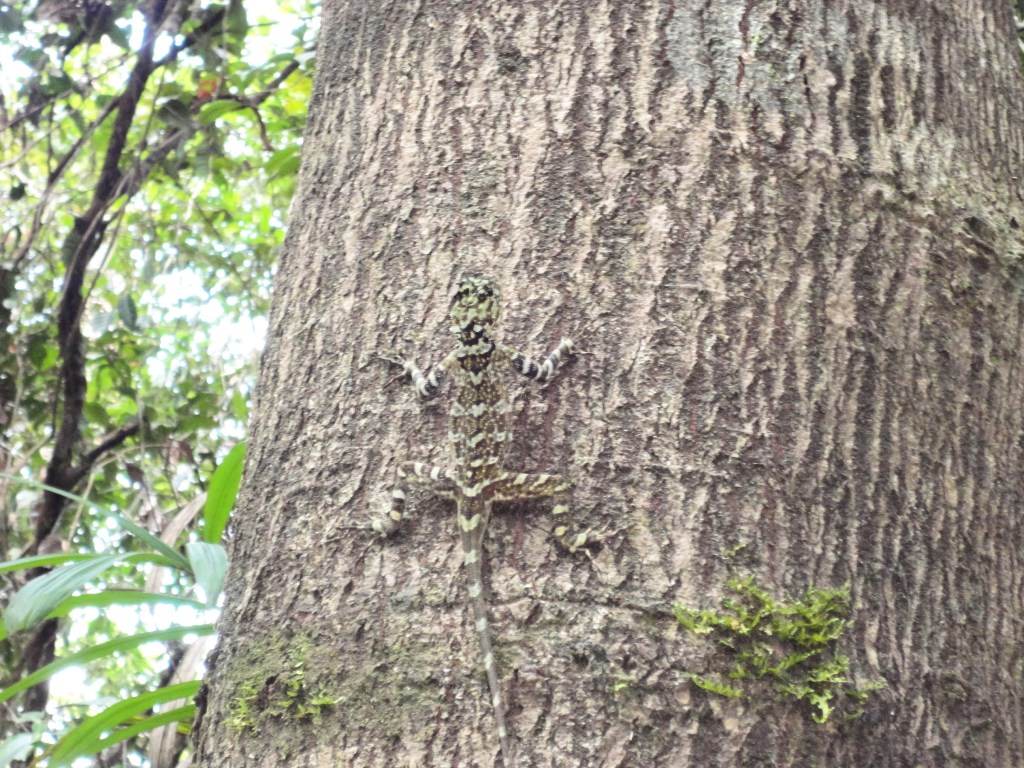 Lagarto camuflado en un árbol. Un lagarto camuflado en el tronco de un árbol en la selva peruana.