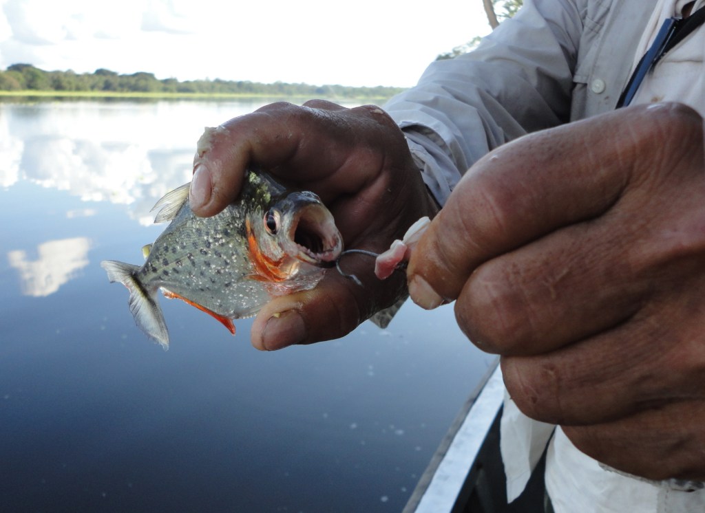 Piraña del Amazonas. Nuestro guía nos muestra una piraña recién capturada, especie emblemática del Amazonas.