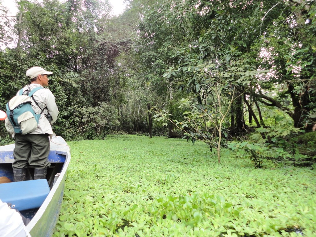 Río Yanayacu cubierto de plantas. Vegetación típica de la selva peruana. El río se cubre con plantas acuáticas.