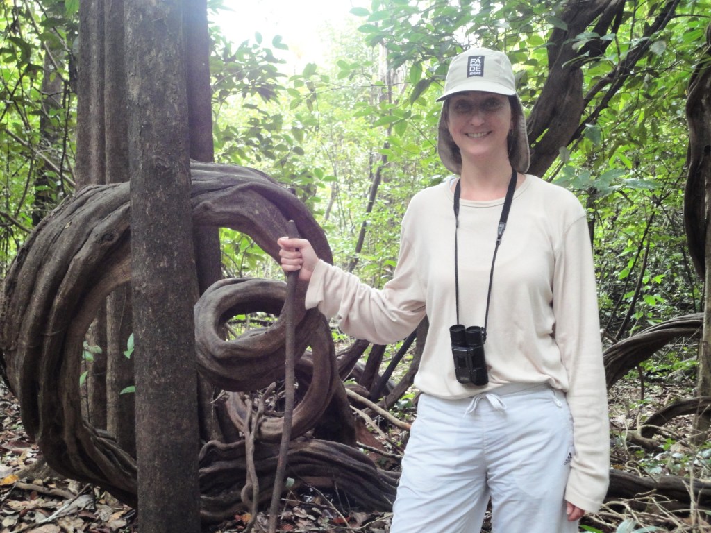Árbol de la selva peruana. Selva peruana. Árbol con raíces retorcidas.