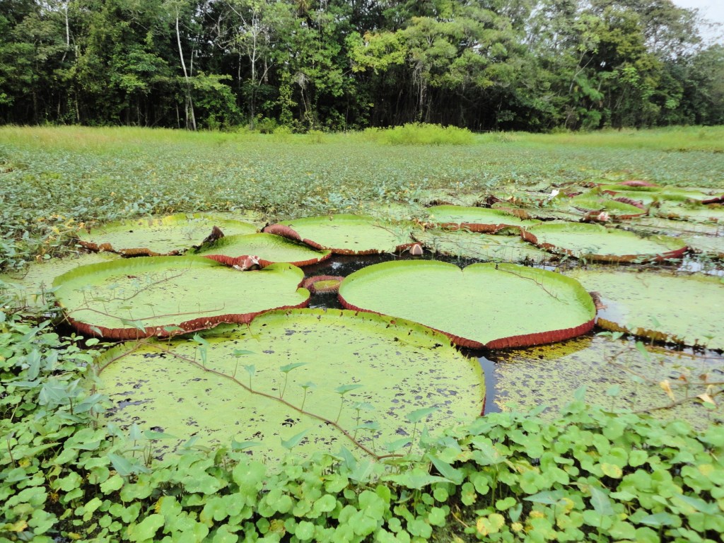 Victoria Regia en el Amazonas peruano. Ejemplares de Victoria Regia, el nenúfar más grande del mundo que es endémico de la cuenca del Amazonas.